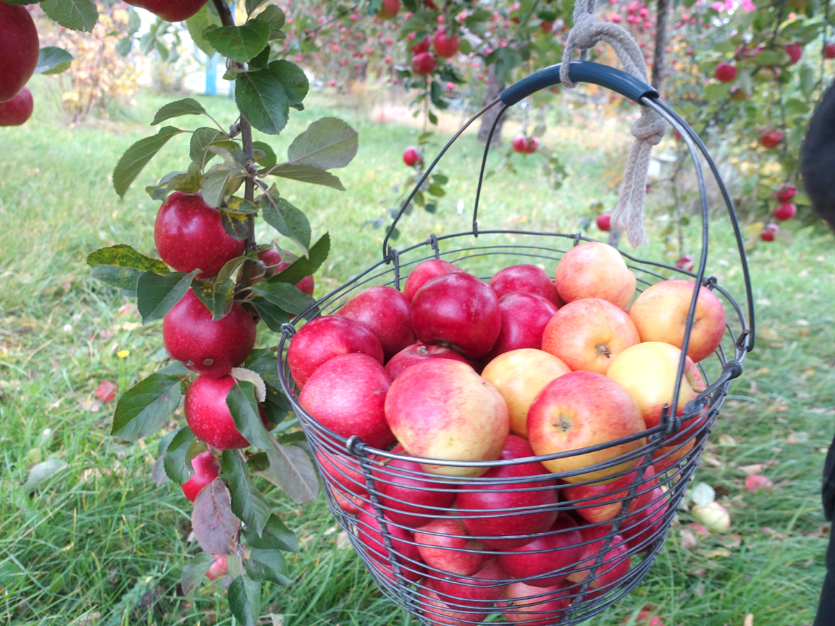 frukt korg