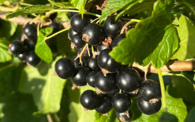 Självplock svarta vinbär och nyslungad honung