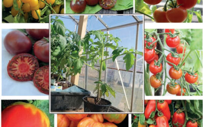 Tomatplantor, keramik och Yoga